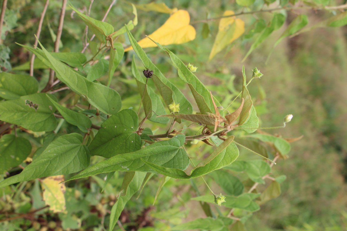 Wissadula periplocifolia (L.) Thwaites